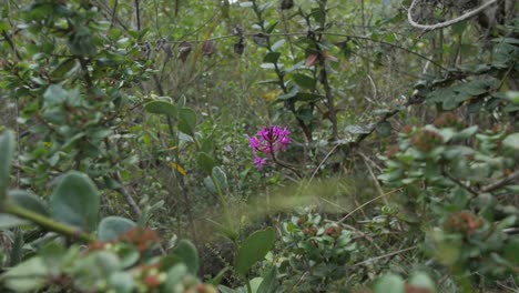 una flor rosa en medio del bosque