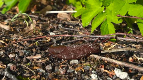 closeup or close up footage of a brown slimy spanish slug crawling forawrd on a garden ground with twigs, woodchips and pebbles around. bokeh blurry green leaves in the background at sunny day.