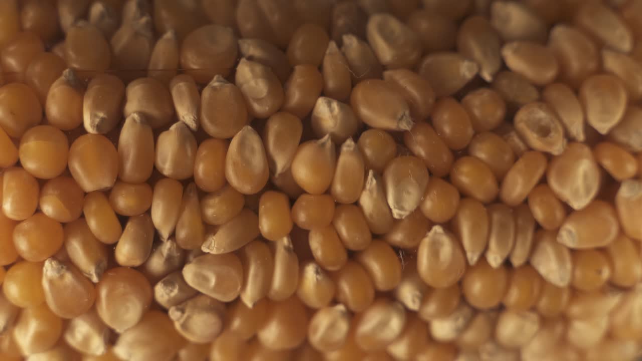 Close up shot of many rotating golden maize kernels on platform