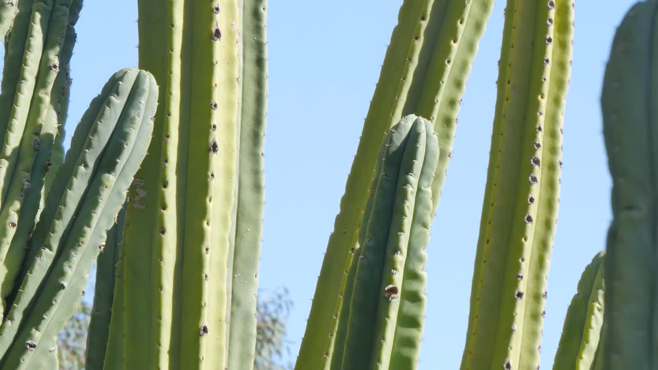 Cactus stems with blue sky