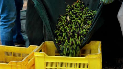 Farmers-putting-harvested-olives-in-crate