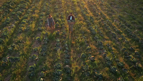 granja, la agricultura y el drone de la gente caminando