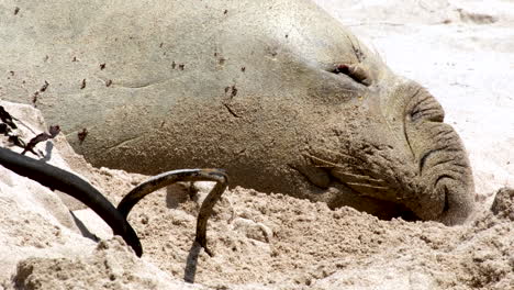 famous buffel the southern elephant seal on beach for its annual molt, telephoto