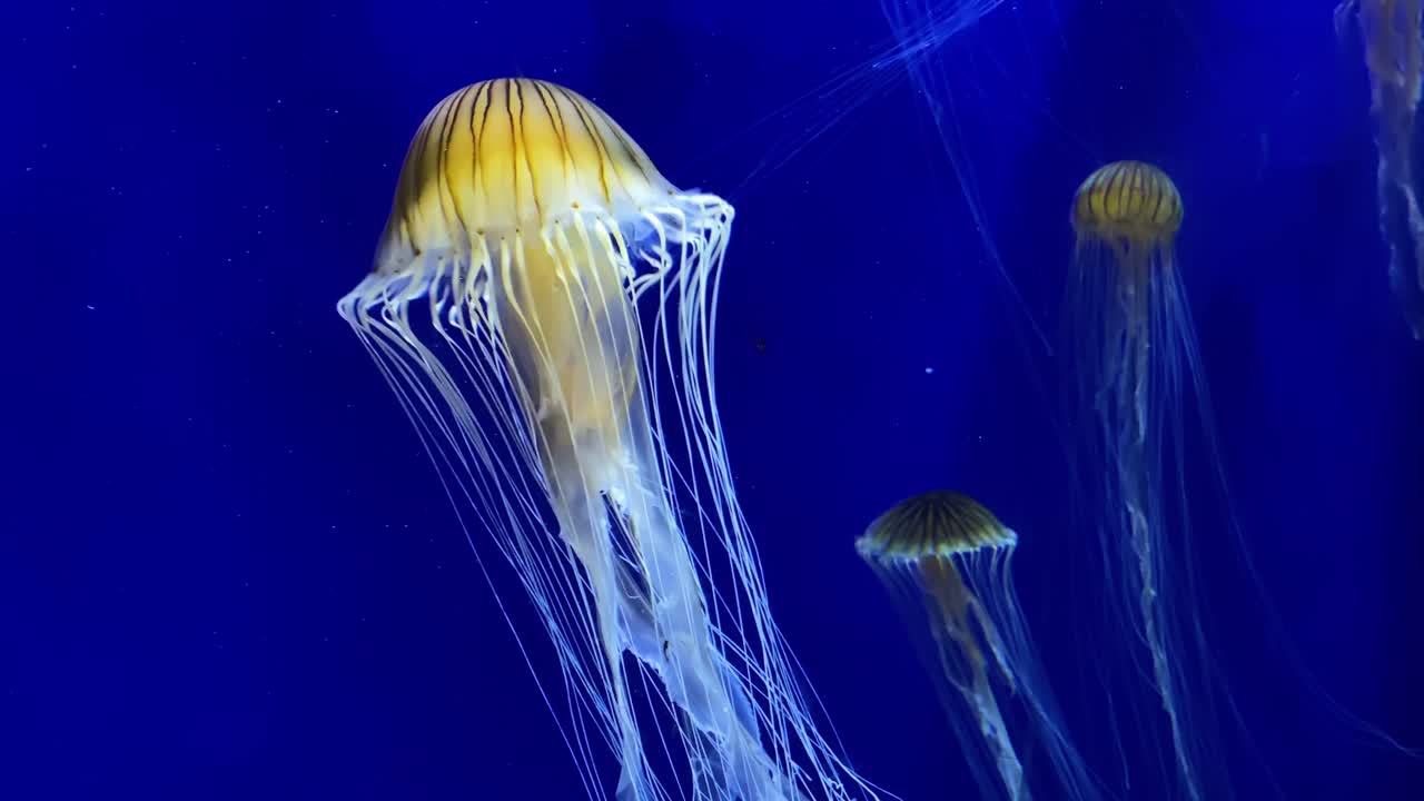 hermosas medusas de ortiga del mar atlántico nadan bajo el agua en un tanque en el acuario de georgia en atlanta