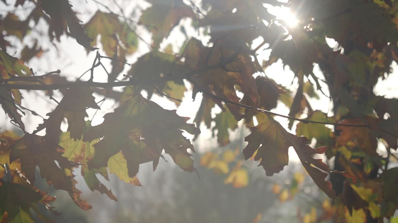 осенние листья на солнце