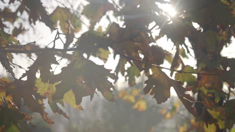 hojas de otoño a la luz del sol