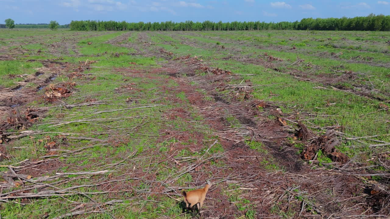 Deer sprints across open dirt field in full stride with surrounding forest in background