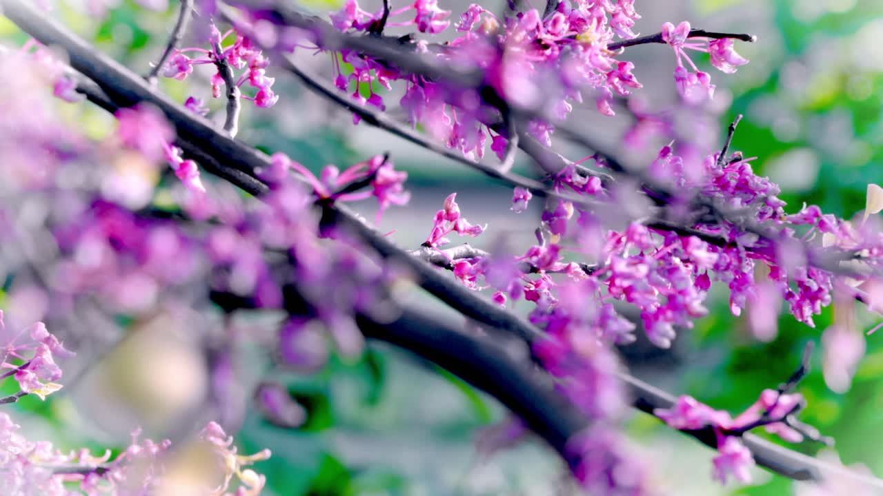 Close shot of redbud blossoms in nature.