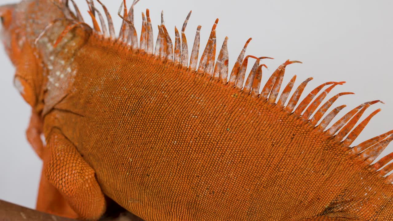 Gros plan d’un iguane orange se reposant sur une branche sur fond blanc