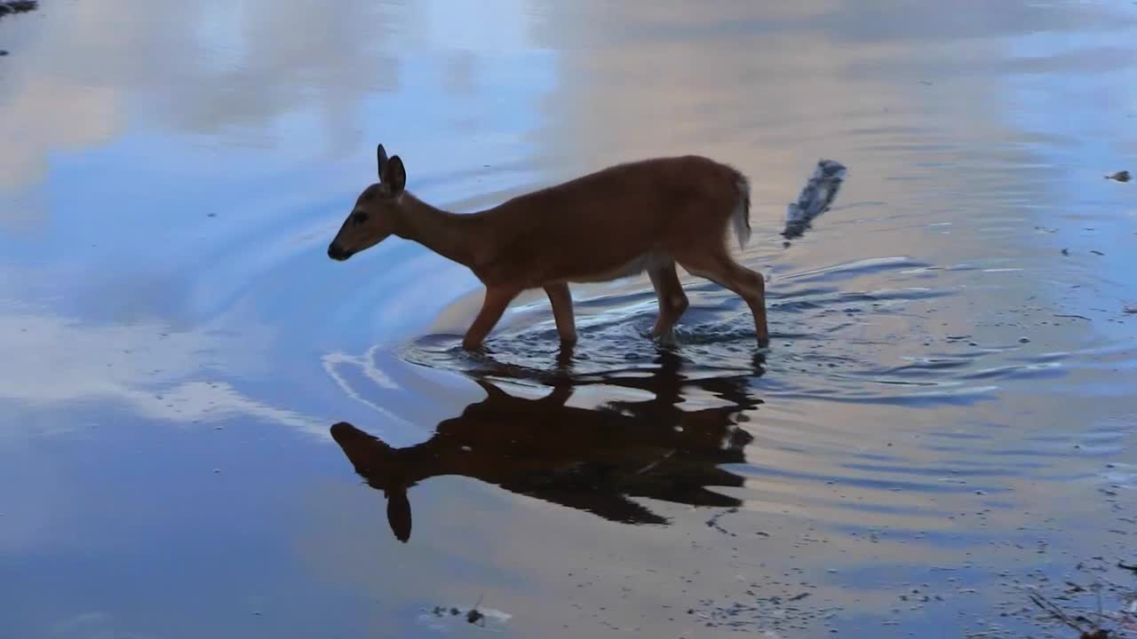 una cierva vadea el agua