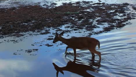 a doe wades through water