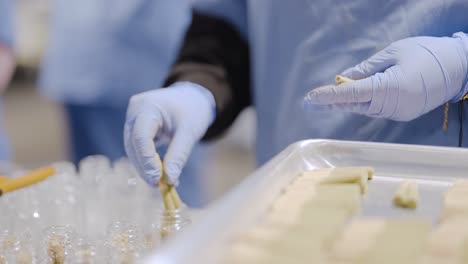 trabajador de producción de cannabis con guantes limpiando y preparando juntas de cannabis listas, california