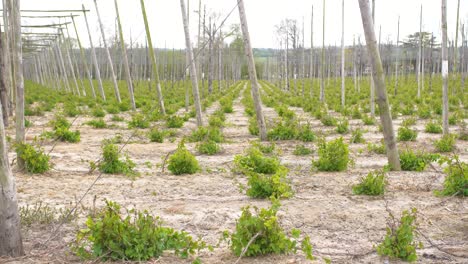 kent hop garden en mayo antes de encordar y entrenar