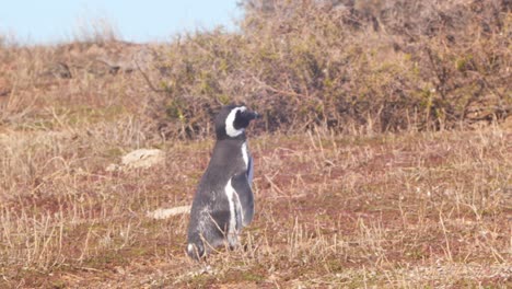 el pingüino de magallanes caminando de su manera graciosa hacia la colonia de anidación de la comunidad
