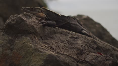 Close-Up-Shot-of-Iguana-on-Beach-Rock