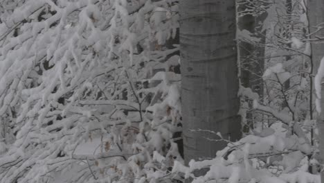 Bosque-Nevado