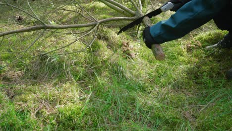 cortando pequeños pedazos de ramas de una rama seca caída de un árbol, un hombre al aire libre está acampando en el bosque de thetford en el reino unido
