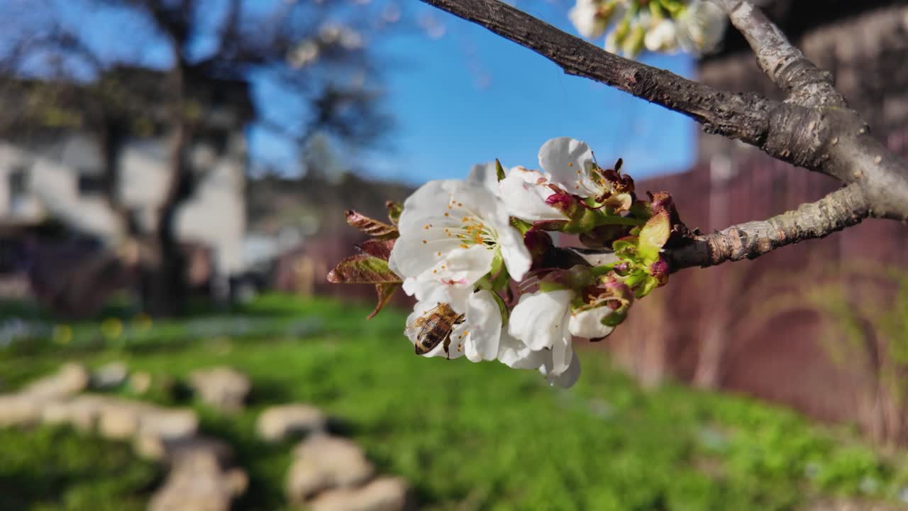 Slow motion bee collecting pollen from cherry tree in garden