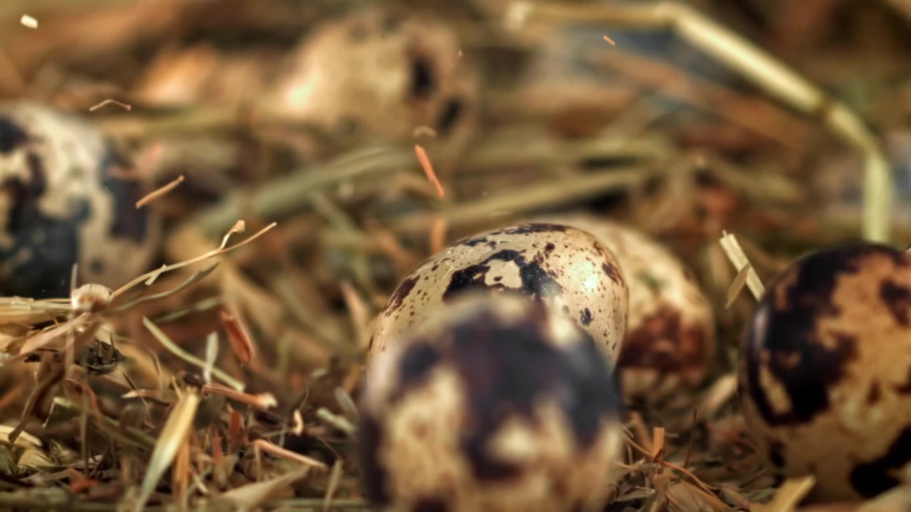 Slow Motion of Speckled Quail Eggs Dropping into a Rustic Hay Nest