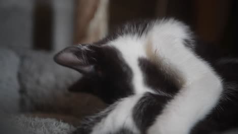 kitten licking and cleaning herself