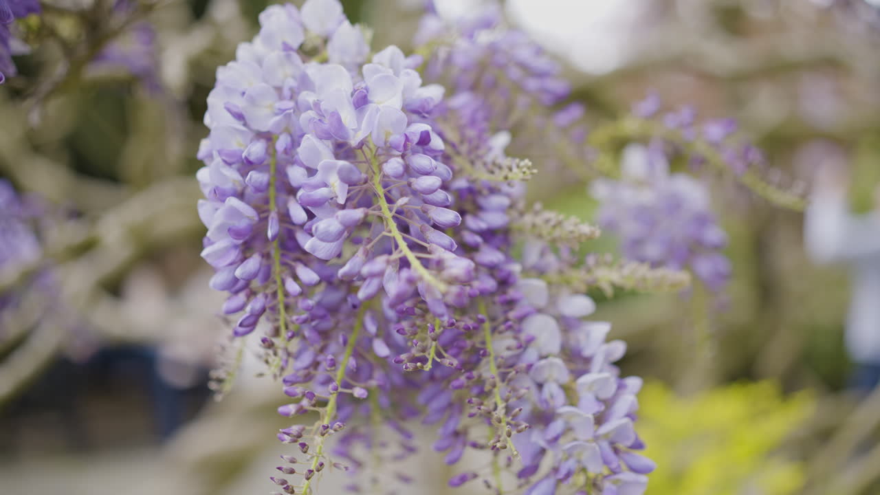 Purple Wisteria Flowers