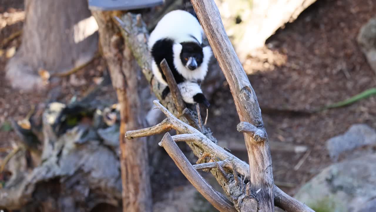 lémur navegando en las ramas del zoológico de melbourne