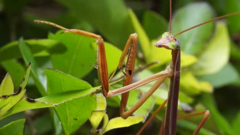 cerrar pan vertical de insecto mantis religiosa marrón en planta verde