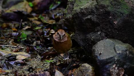 the rusty-naped pitta is a confiding bird found in high elevation mountain forests habitats, there are so many locations in thailand to find this bird