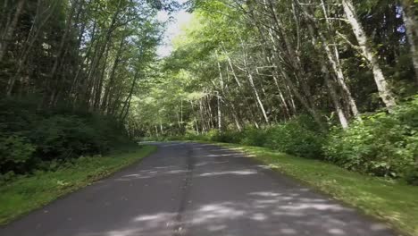 cruising along a tree-lined rural road