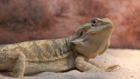 video en 4k de un dragón barbudo con detalles de primer plano de sus rasgos faciales, textura de la piel y movimiento de los ojos