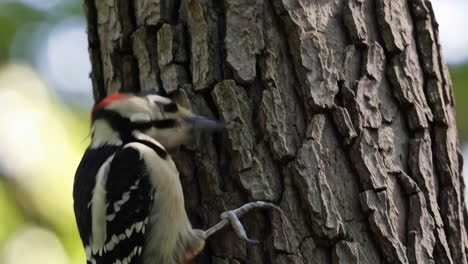 close-up of a woodpecker on a tree trunk
