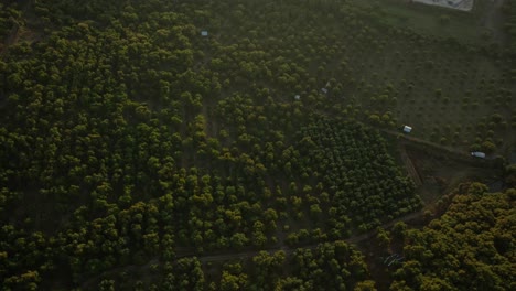 Órbita-De-Drones-De-árboles-De-Aguacate-Al-Amanecer-En-México