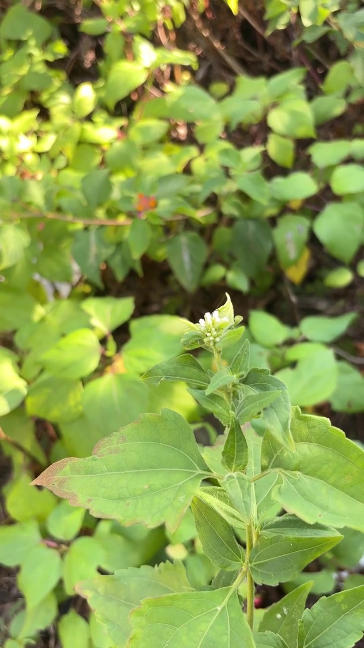 Close-up of a Small Green Plant with White Buds Gently Swaying