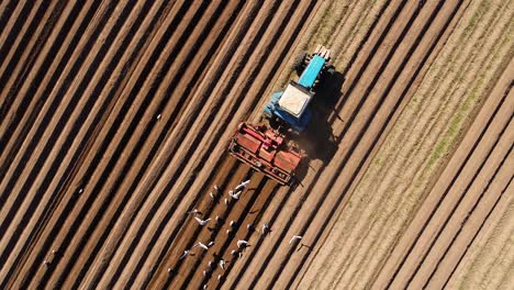 agricultural work on a tractor farmer sows grain. hungry birds are flying behind the tractor, and eat grain from the arable land.