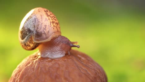 Close-up of a snail slowly creeping in the sunset sunlight.