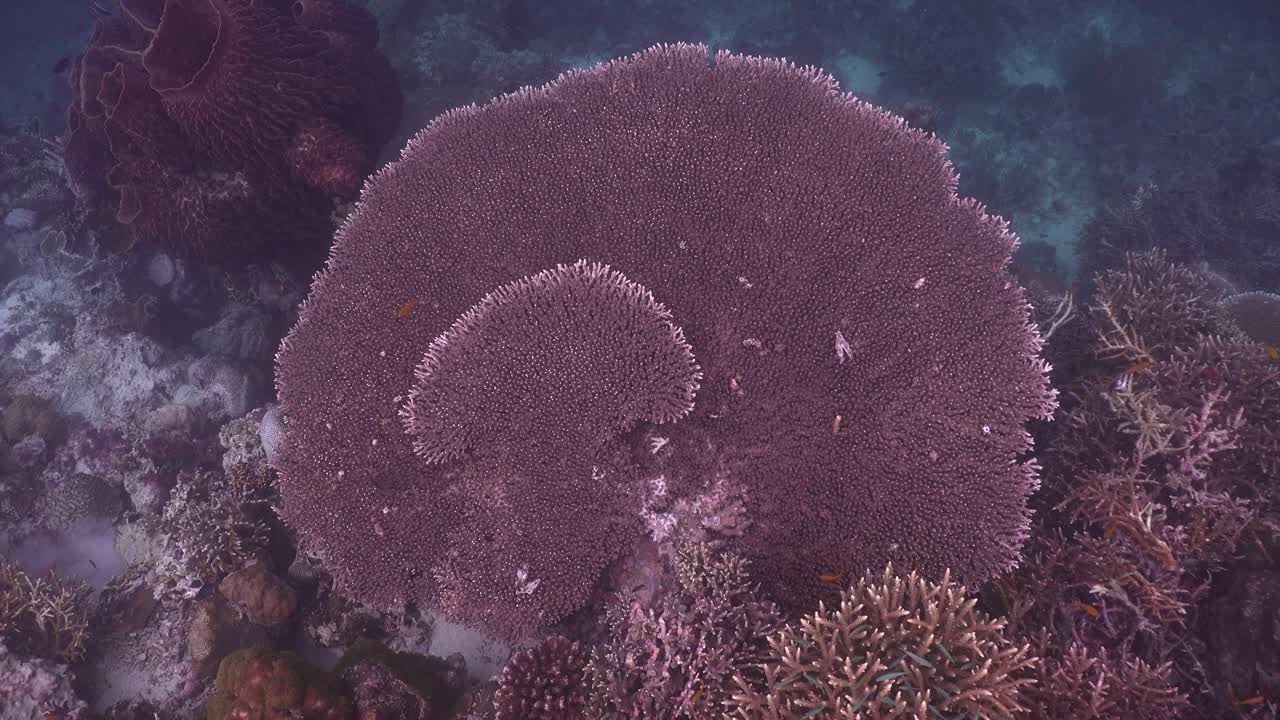 Grande corallo a tavolo su un profondo ciglio di barriera corallina, filmato dall'alto.