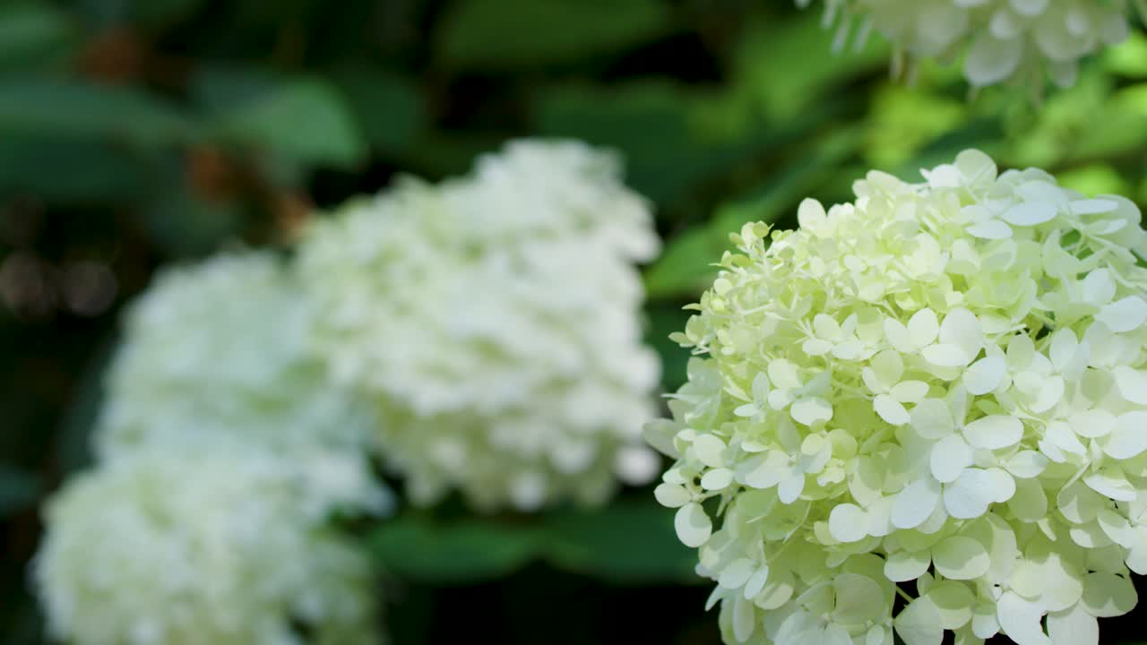 Static close-up shot of white panicled hydrangea blossoms swaying gently in bright natural sunlight