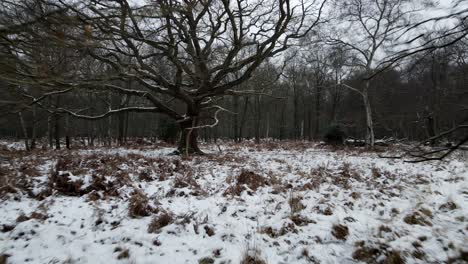 bosque muy bajo aéreo, árboles desnudos congelados cubiertos de nieve arbolada 4k
