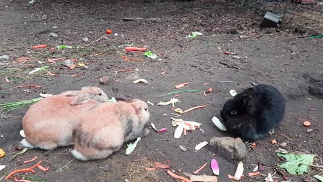 three cute rabbits eating vegetables