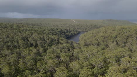 verdant forest at blue lake national park in north stradbroke island, qld, australia