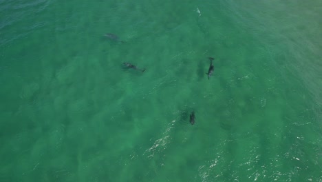 Manada-De-Delfines-Mulares-Jugando-Bajo-La-Superficie-Del-Mar-En-Nueva-Gales-Del-Sur,-Australia