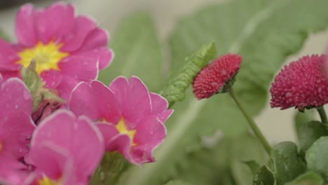 bonitas flores rosas en el jardín
