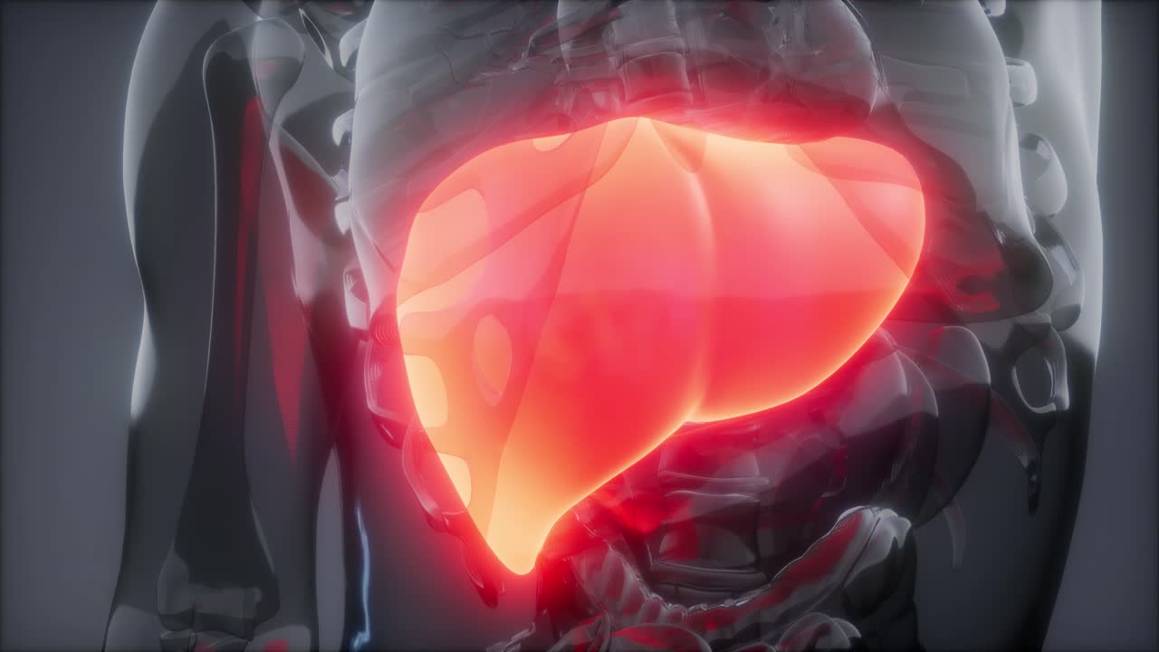 Esame radiologico del fegato umano