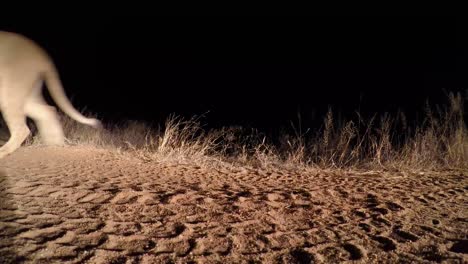 una toma de ángulo bajo suave de una leona silenciosamente cruzando la carretera por la noche