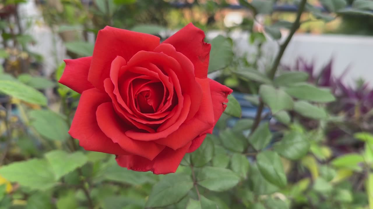 closeup of red rose blooming at the home garden