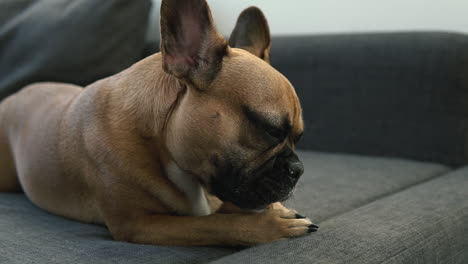 close-up french bulldog licks and bites the natural bone