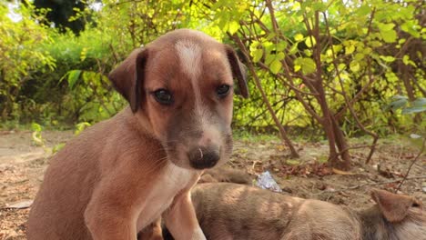 Cachorros-Sin-Hogar-En-Las-Calles-De-La-Ciudad.