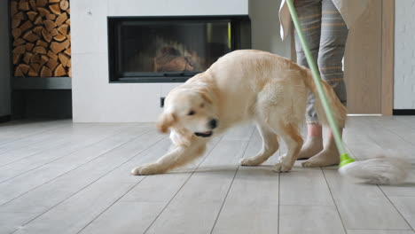 golden retriever playing and woman cleaning