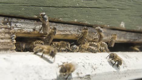 eine schöne aufnahme der bienen im bienenstock