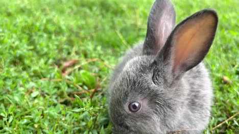 little gray rabbit eating green grass, beautiful bunny, looking at the camera, slow motion
